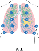 Areas for stethoscope ausctulation
